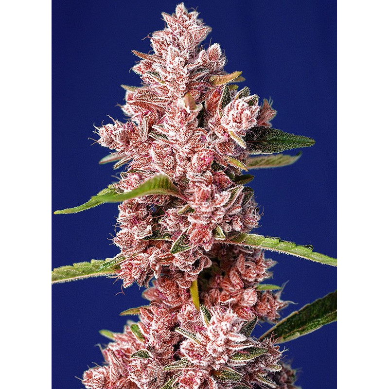 Tropicanna Poison F1 Fast Version - Féminisée - Sweet Seeds - Graines de Collection Tropicanna Poison F1 Fast Version - Féminisée - Sweet Seeds - Graines de Collection