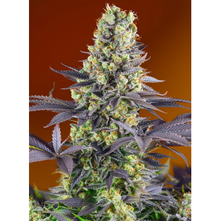 Sweet Zenzation - Féminisée - Sweet Seeds