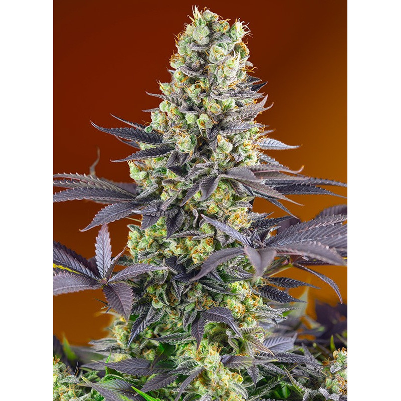 Sweet Zenzation - Féminisée - Sweet Seeds