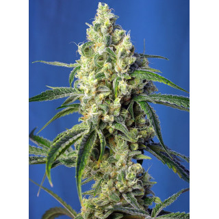 Green Poison CBD - Féminisée - Sweet Seeds