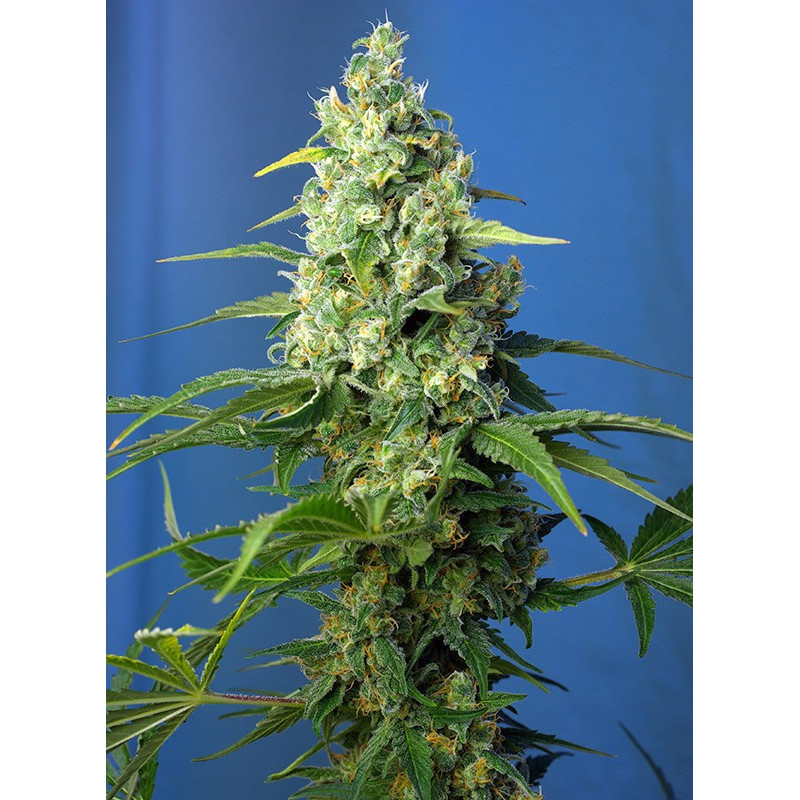 Honey Peach - Autofloraison CBD - Sweet Seeds
