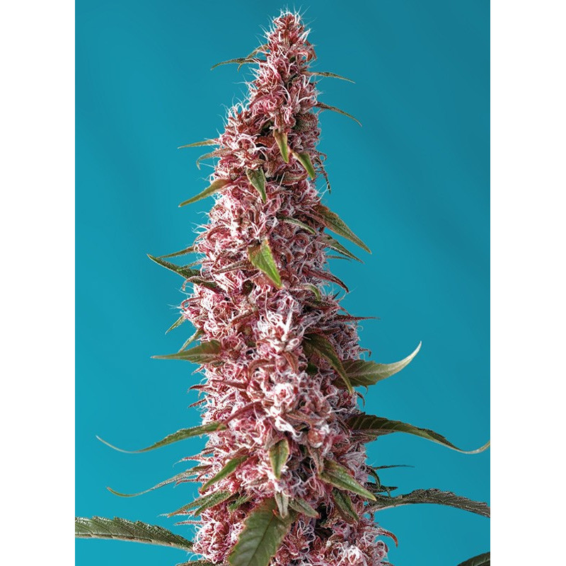 Red Pure Auto CBD - Sweet Seeds - Graines de Collection Red Pure Auto CBD - Sweet Seeds - Graines de Collection