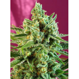 S.A.D Sweet Afgani Delicious CBD - Féminisée - Sweet Seeds