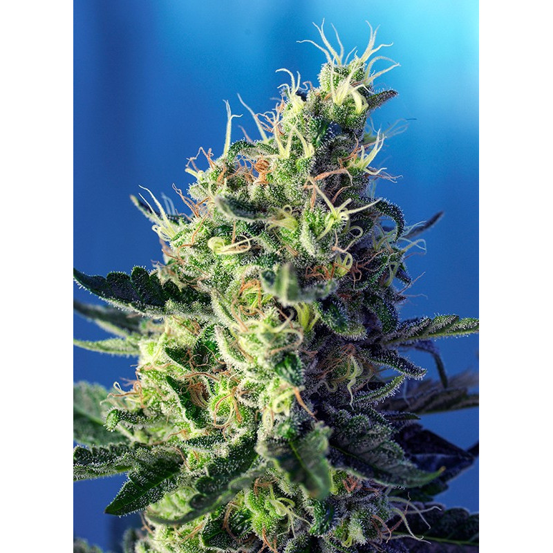 Sweet Pure CBD - Féminisée - Sweet Seeds - Graines de Collection Sweet Pure CBD - Féminisée - Sweet Seeds - Graines de Collection