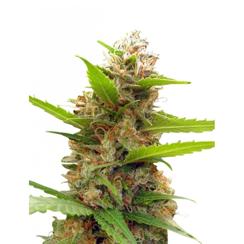 Zamaldelicia x Nepal Jam (limited édition) Féminisée - Ace Seeds Graines de Collection Zamaldelicia x Nepal Jam (limited édition) Féminisée - Ace Seeds Graines de Collection