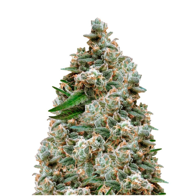 Nepal Jam Regular - Ace seeds Graines de Collection Nepal Jam Regular - Ace seeds Graines de Collection