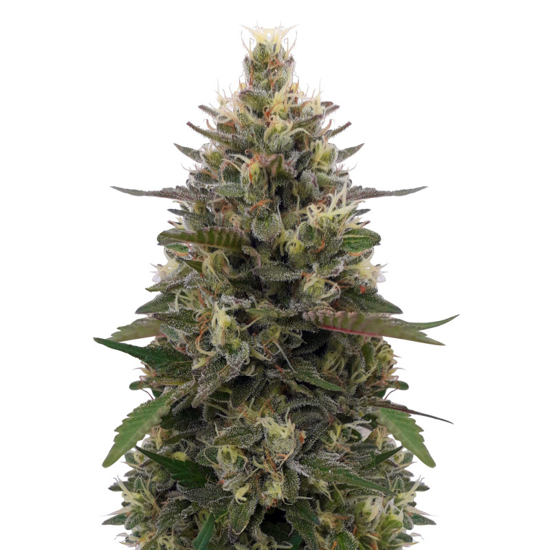 Pakistani Skunk Pakistani Skunk