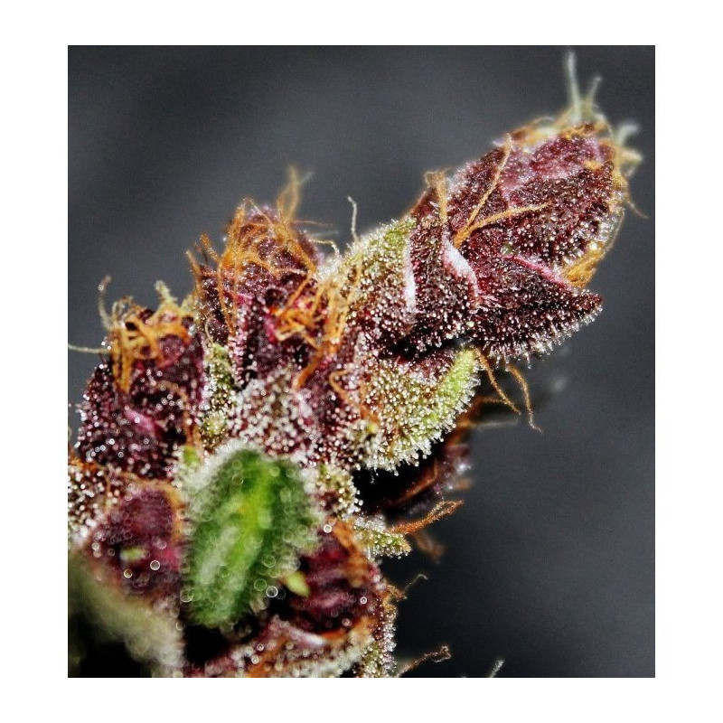 Violeta Ace Seeds - régulières Violeta Ace Seeds - régulières