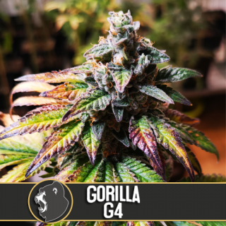 Gorilla Glue 4 - Autofloraison - Blimburn Seeds