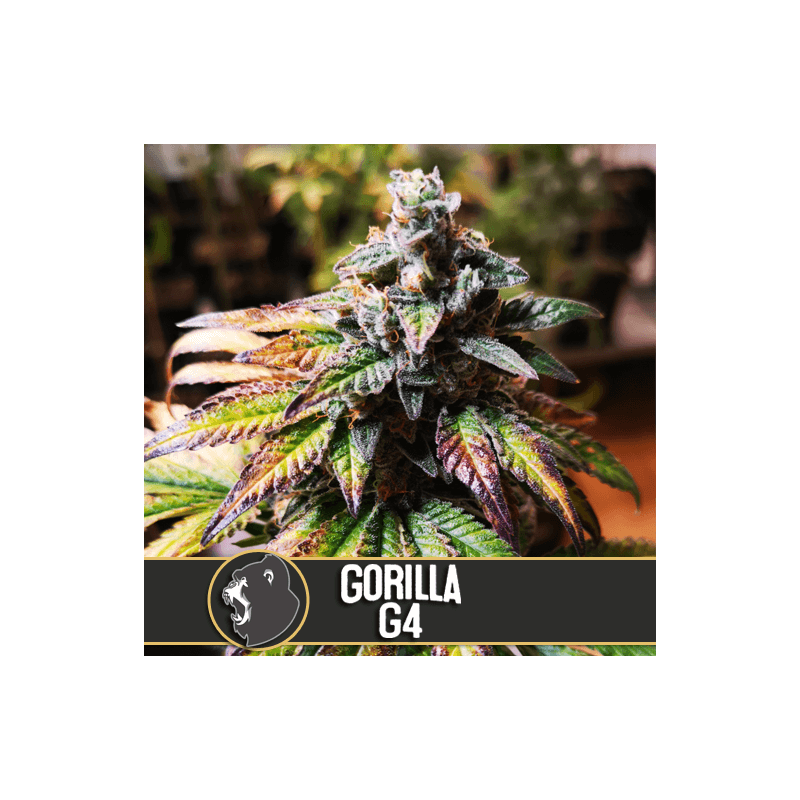 Gorilla Glue 4 - Autofloraison - Blimburn Seeds