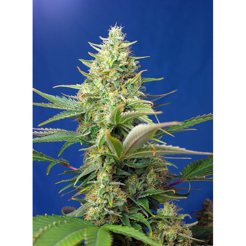 Sweet Pure Auto CBD - Sweet Seeds - Graines de Collection Sweet Pure Auto CBD - Sweet Seeds - Graines de Collection