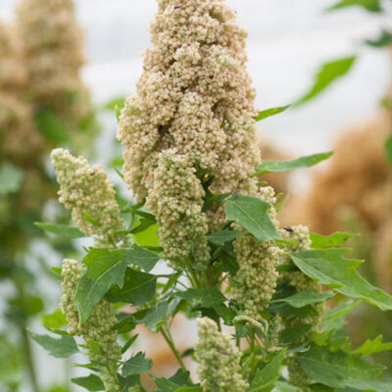 Quinoa temuco - Kokopelli Quinoa temuco - Kokopelli