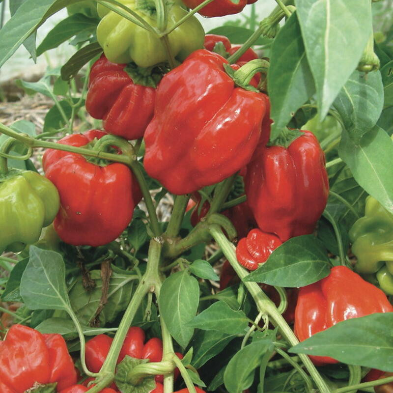 Piment doux / Poivron mi-saison Ampuis - Kokopelli Piment doux / Poivron mi-saison Ampuis - Kokopelli