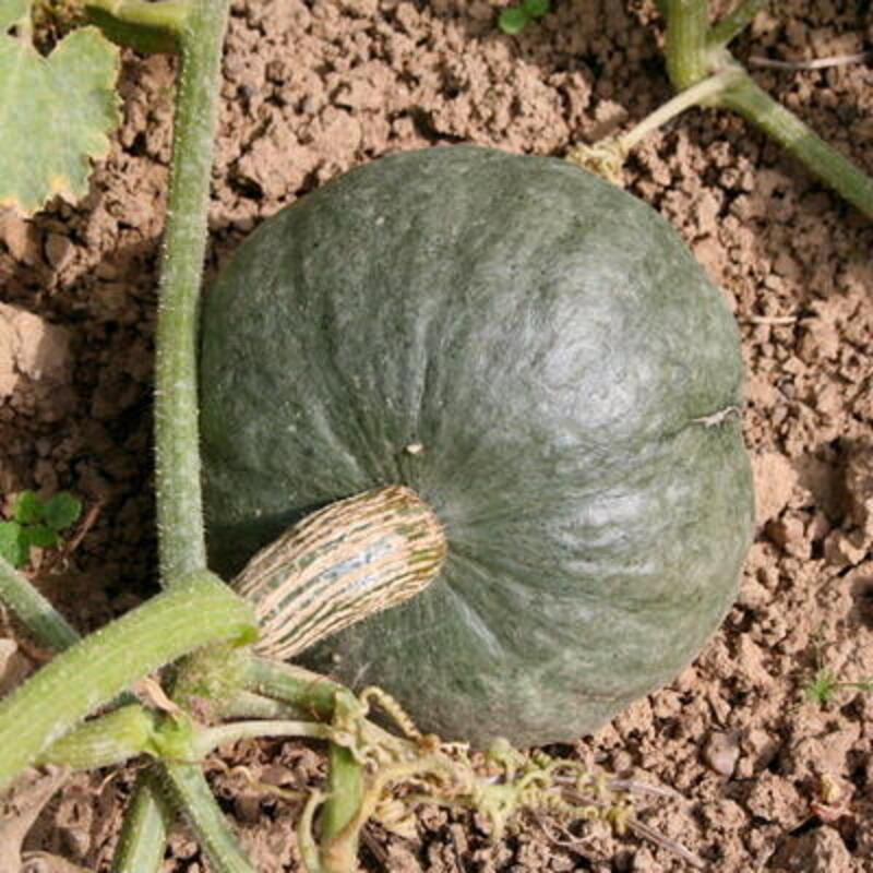 Courge maxima blue kuri - Kokopelli Courge maxima blue kuri - Kokopelli