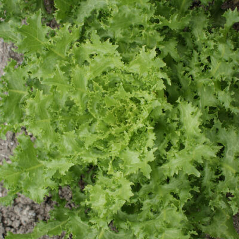 Chicorée frisée grosse pancalière - Kokopelli Chicorée frisée grosse pancalière - Kokopelli