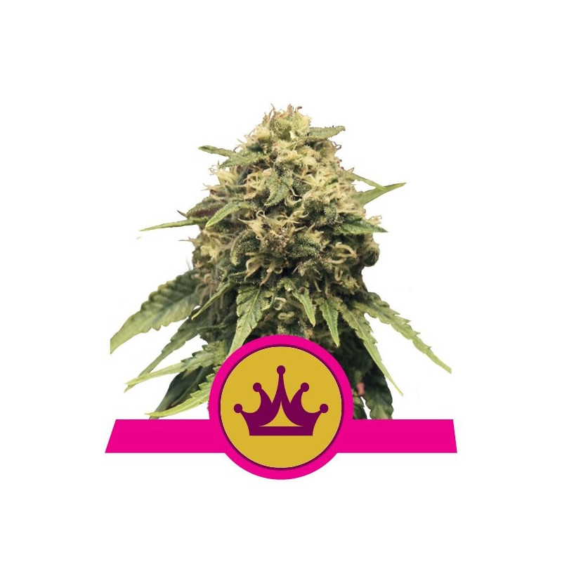 Special Queen 1 - Féminiseé - Royal Queen Seeds - Graines de Collection Special Queen 1 - Féminiseé - Royal Queen Seeds - Graines de Collection