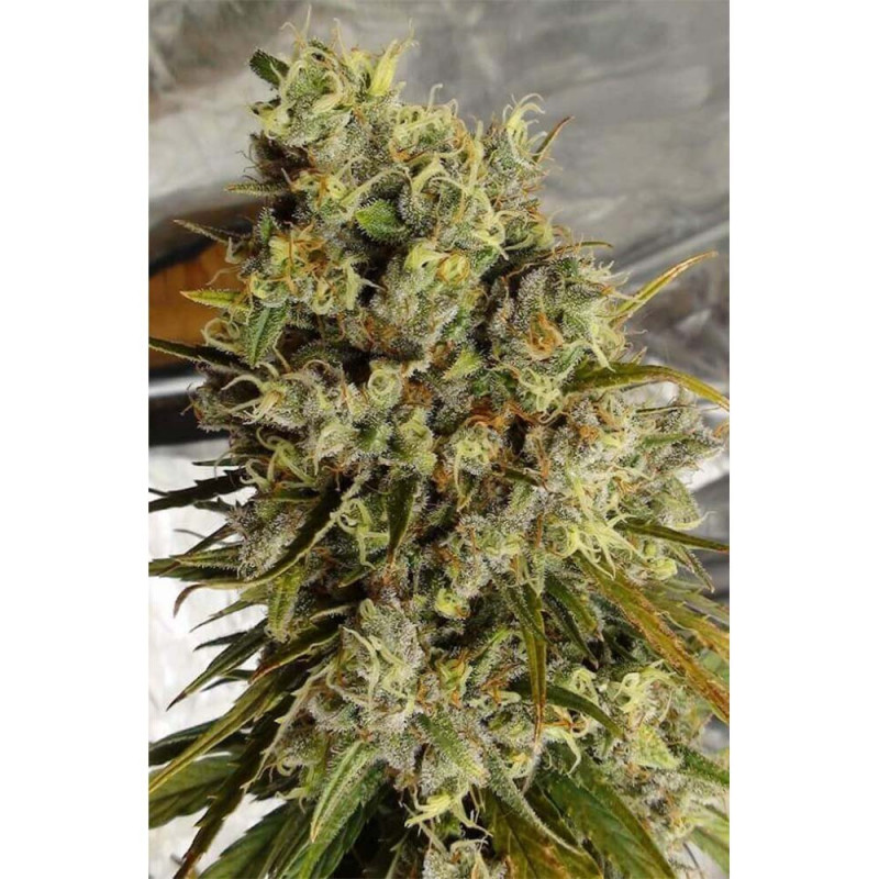 C5 Haze x Kali China Féminisée - Ace Seeds Graines de Collection C5 Haze x Kali China Féminisée - Ace Seeds Graines de Collection