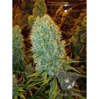 Big Bazooka - Féminisée - Anesia seeds | ROOTS-SEEDS.FR