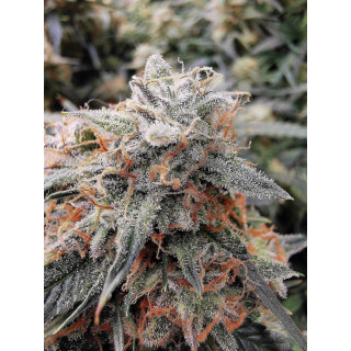 Bruce Banner 3 - Anesia seeds