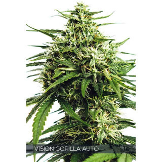 Vision Gorilla - Autofloraison - Vision Seeds | ROOTS-SEEDS.FR