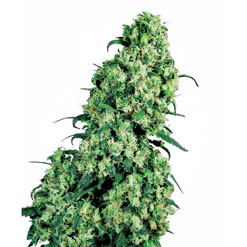 Skunk n°1 -Féminisée - Sensi Seeds - Graines de Collection Skunk n°1 -Féminisée - Sensi Seeds - Graines de Collection