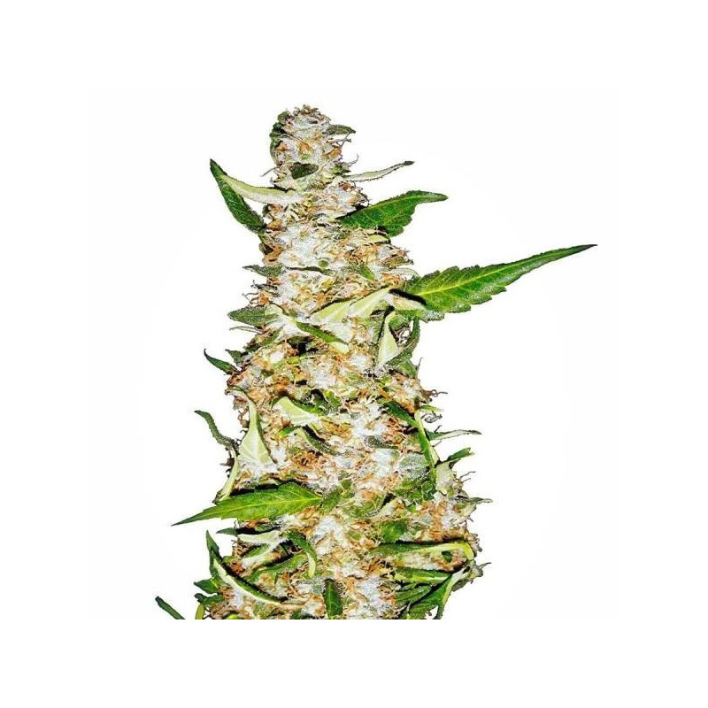 Skunk 1 - Auto - Sensi Seeds - Graines de Collection Skunk 1 - Auto - Sensi Seeds - Graines de Collection