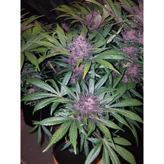 Blackberry Auto - Fastbuds