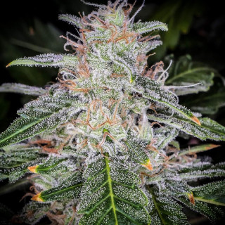 Blue Dream'Matic - Autofloraison - FastBuds