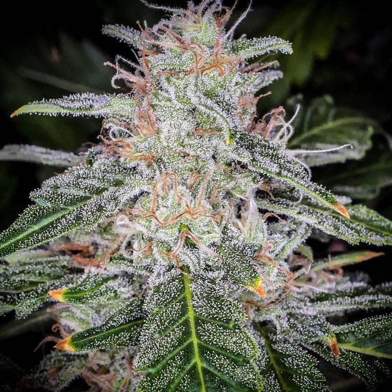 Blue dream matic auto fastbuds Blue dream matic auto fastbuds
