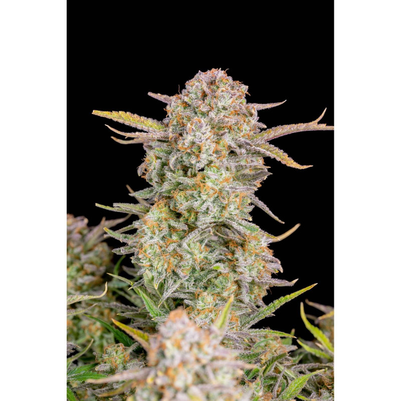 Bruce Banner Auto - Fast' Buds Bruce Banner Auto - Fast' Buds