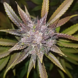 C4 Matic - Autofloraison - FastBuds