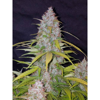 Californian Snow - Autofloraison - FastBuds
