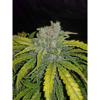 CBD Auto 1:1 (CBD Crack) - Autofloraison - FastBuds