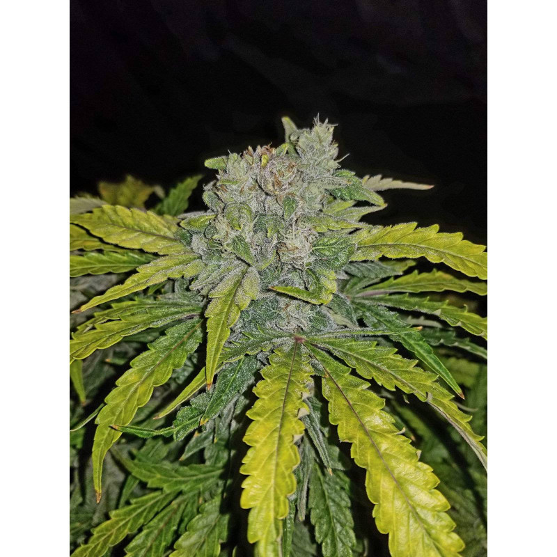 CBD crack auto fastbuds CBD crack auto fastbuds