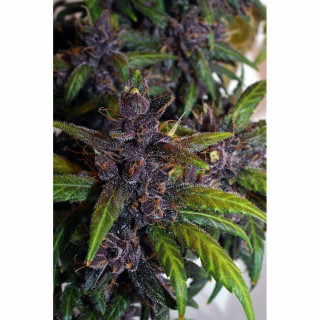 FastBerry - Autofloraison - FastBuds