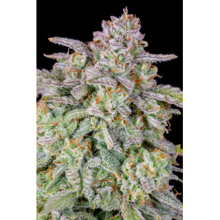 Forbidden Runtz - Autofloraison - FastBuds