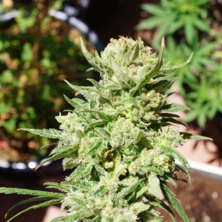 G14 - Autofloraison - FastBuds