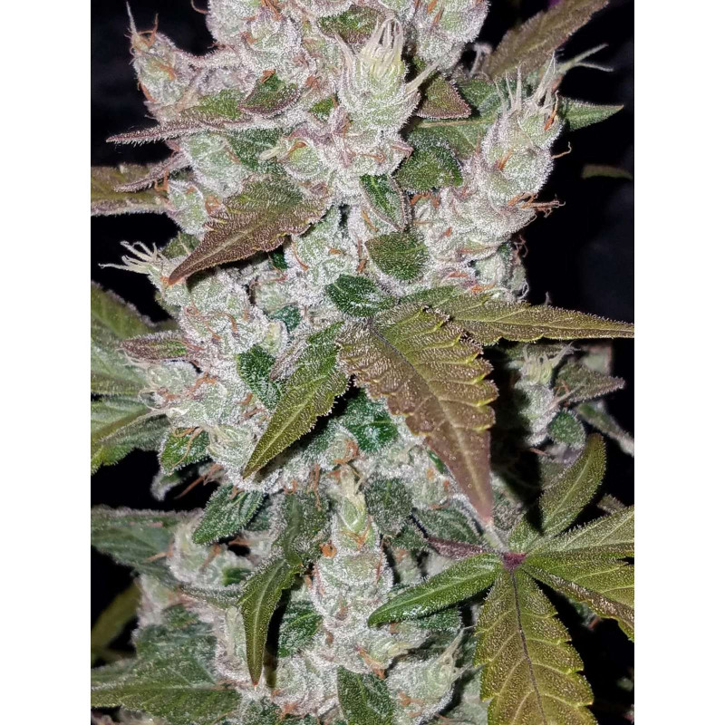 Girl Scout Cookies Auto - FastBuds - Graines de Collection Girl Scout Cookies Auto - FastBuds - Graines de Collection