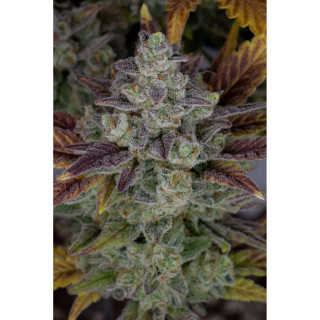 Gorilla Cookies - Autofloraison - FastBuds