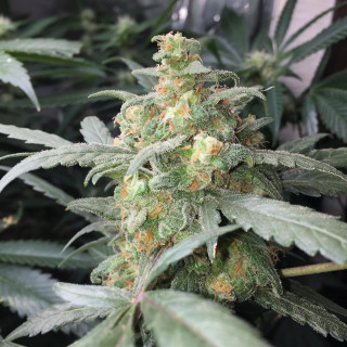 Green Crack - Autofloraison - FastBuds