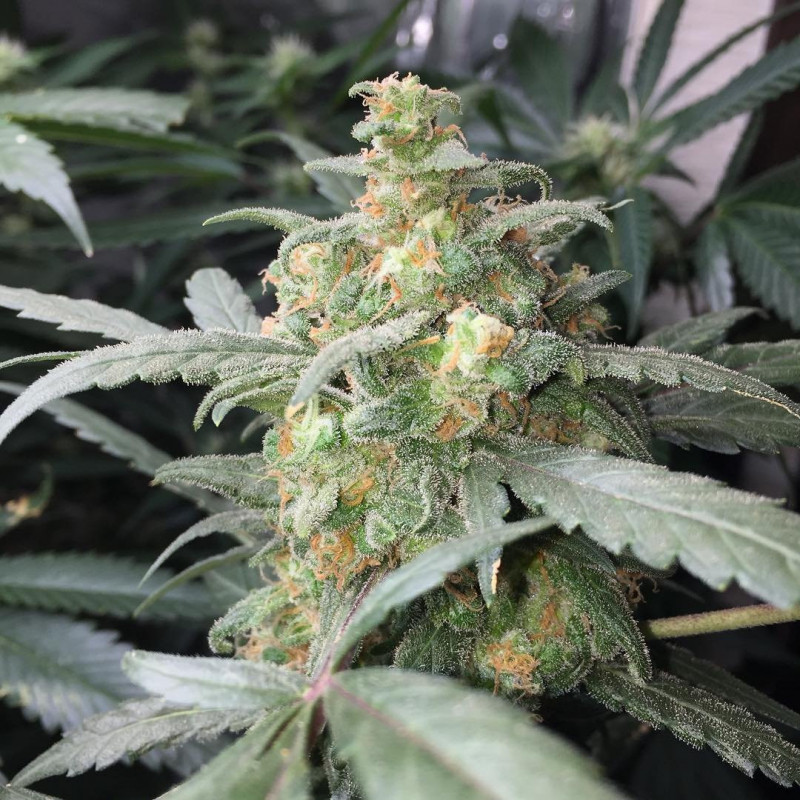 Green crack auto fastbuds Green crack auto fastbuds