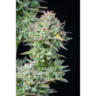 Kosher Cake - Autofloraison - FastBuds