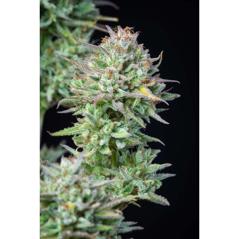 Kosher Cake Auto - Fast buds Kosher Cake Auto - Fast buds