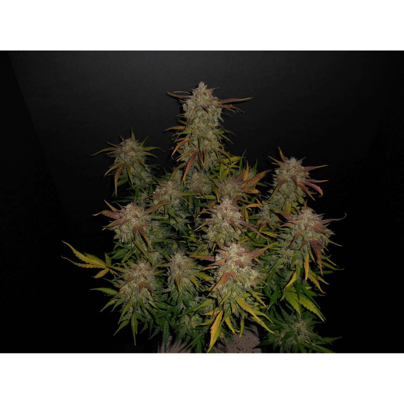 Lemon ak auto fastbuds Lemon ak auto fastbuds