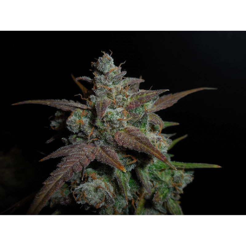 Lemon ak auto fastbuds Lemon ak auto fastbuds