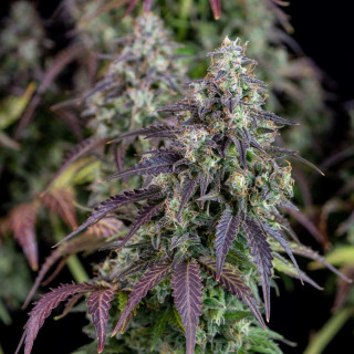 Lemon Pie - Autofloraison - FastBuds
