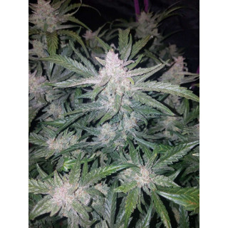 Mexican Airlines - Autofloraison - FastBuds