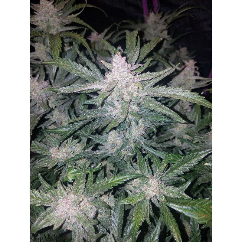 Mexican airlines auto fastbuds Mexican airlines auto fastbuds
