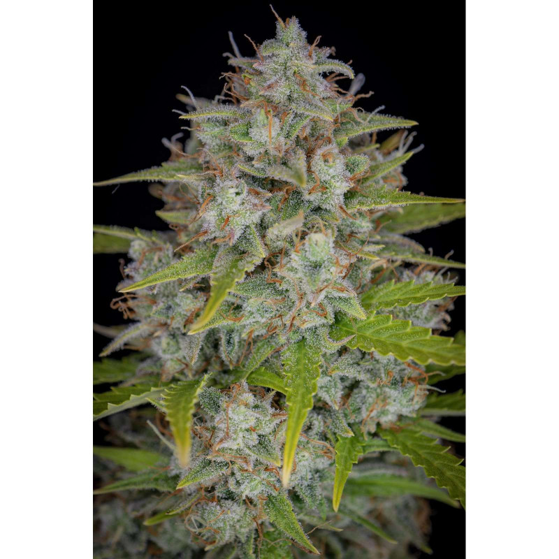 Orange Sherbet auto Fast Buds Orange Sherbet auto Fast Buds