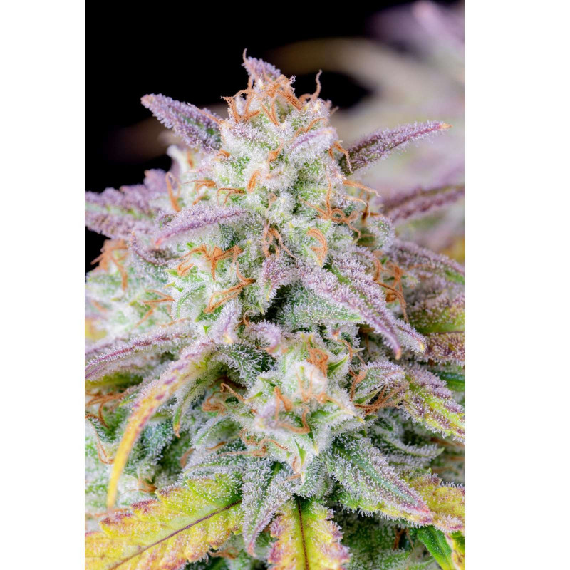 Afghan Kush - Autofloraison - FastBuds